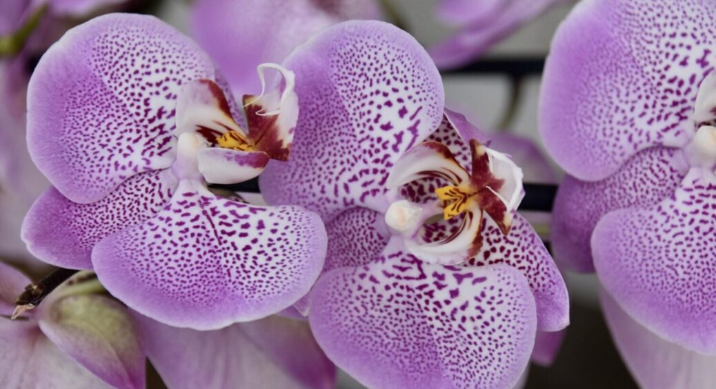 Якщо орхідея не хоче цвісти, спробуйте цей 1 лайфхак: квітка розпустить свої бутони вмить 