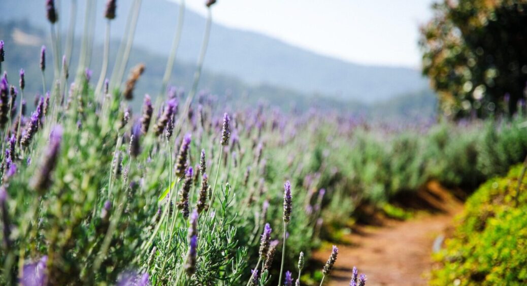 Квіти проти шкідників – чорнобривці, лаванда, кріп: як та коли слід садити для захисту городу 