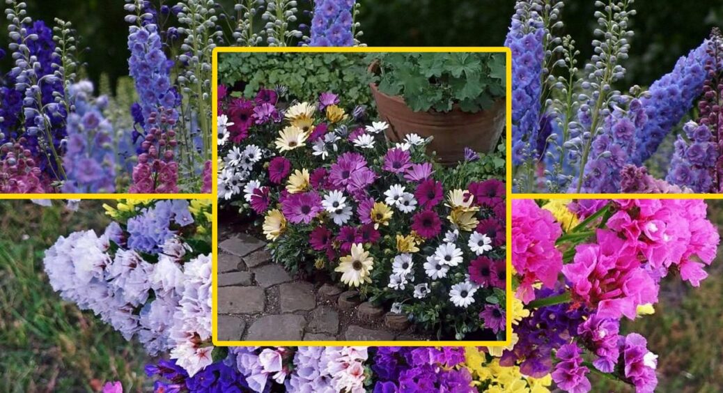 Ехінацея, велика ромашка, і не тільки: 10 квітів, які можна посадити прямо тут і зараз 