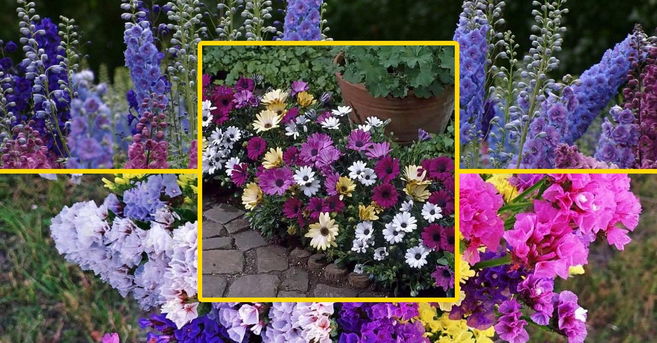 Квітникарі назвали 10 квітів, які можна садити у липні