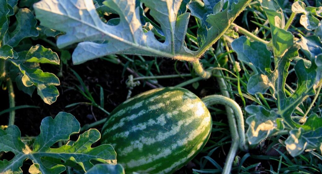 1 дія з кавунами кожного дня, і збираю справжні цукрові гіганти: головний секрет херсонців 