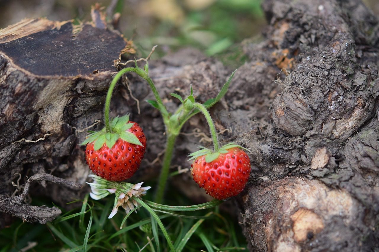 Садівники розповіли, як садити полуницю в серпні, щоб врожай 2026 був рясним