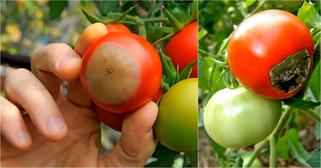 Фермери назвали дешевий засіб від вершинної гнилі, який діє за 1 ніч