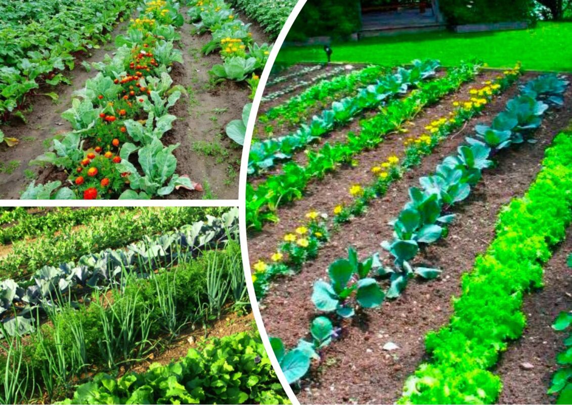 Як захистити городину від спеки