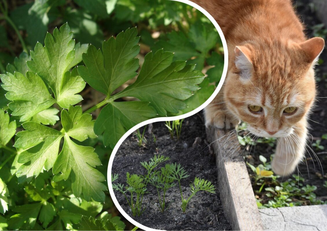 Городники пояснили, що ще можна встигнути посіяти в липні-2025