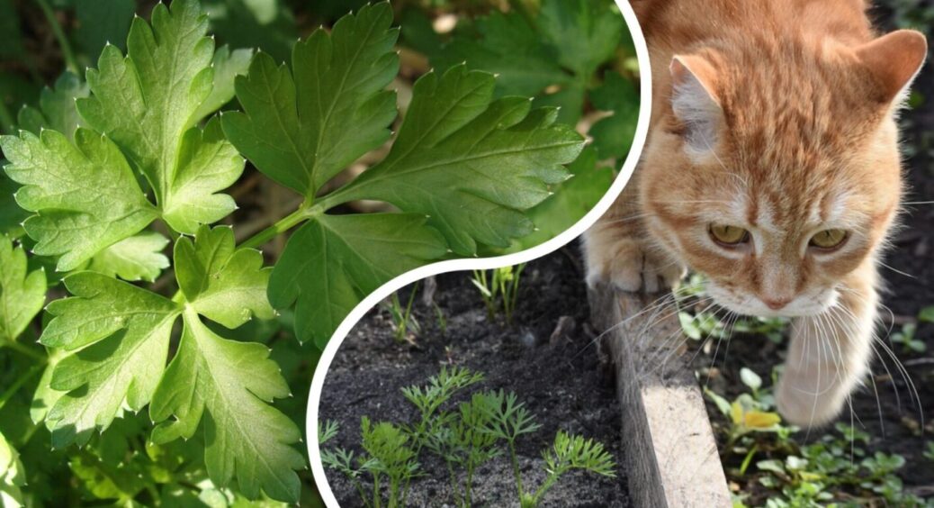 Повторний посів овочів у липні-2025: що ще можна висіяти до кінця цього місяця на городі 