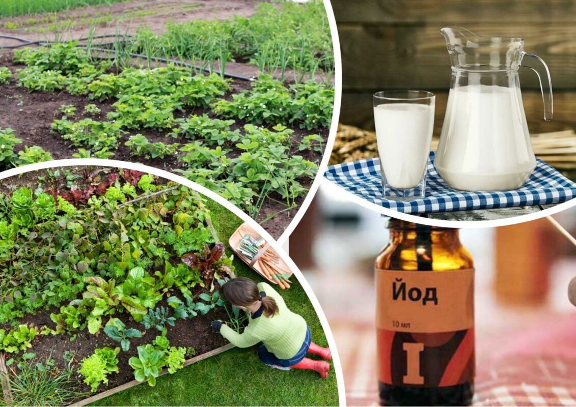 Як підживити городину йодом із молоком