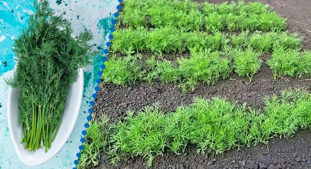 Не пізно, а у самий раз: кріп у липні сходить краще, ніж навесні, якщо не забути про 1 крок 