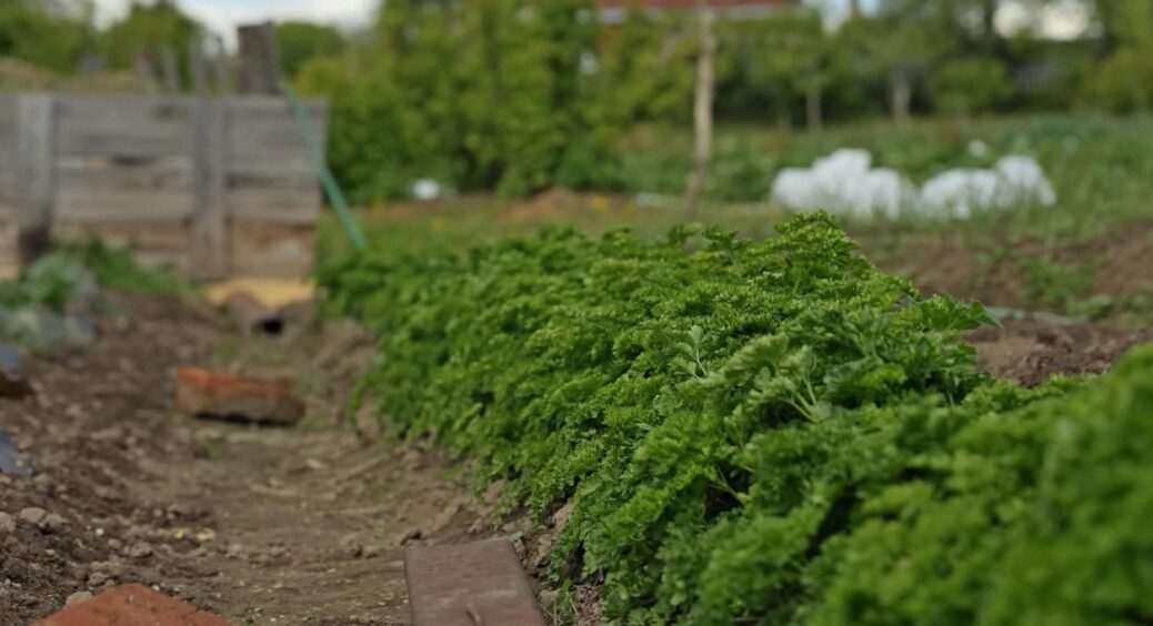 Петрушка жорстка і несмачна через ці 2 нюанси: дідусь-полтавець навчив вирощувати її 