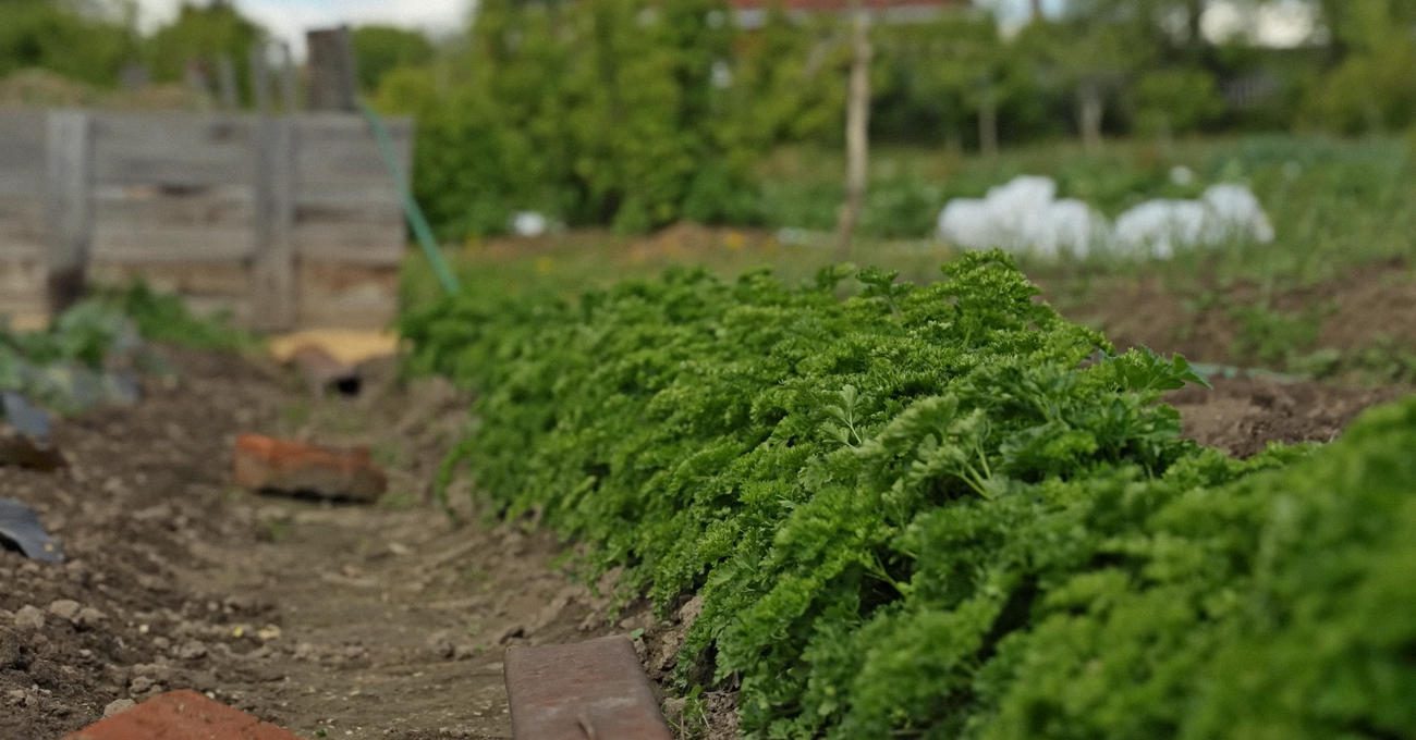 Овочівники назвали причини жорсткого та несмачного листя петрушки