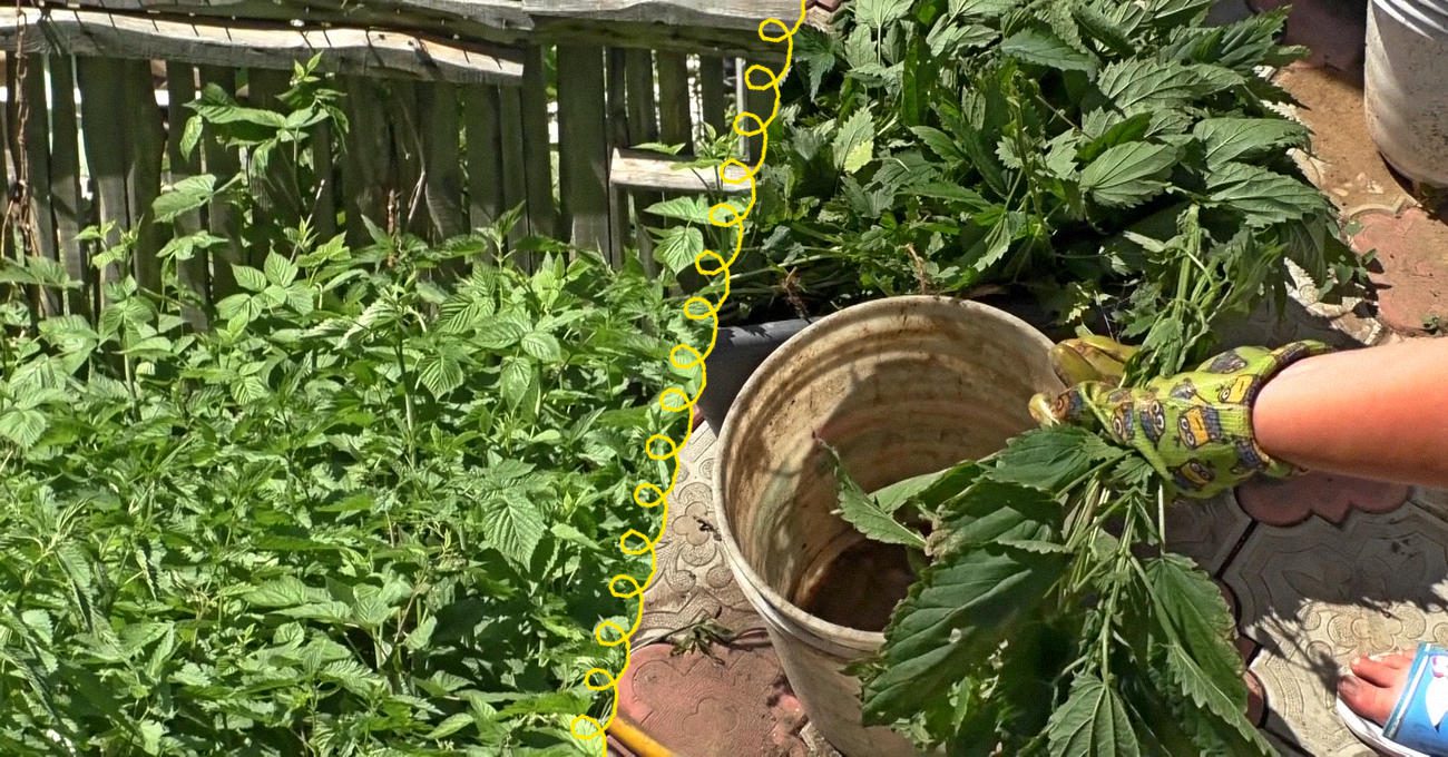 Городники розповіли, як зробити добриво з кропиви для овочів