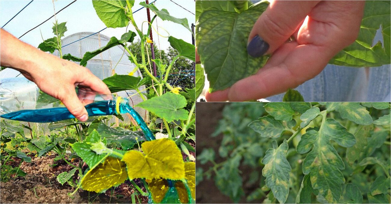 Городники з Харкова розповіли, як боротися з жовтизною на рослинах