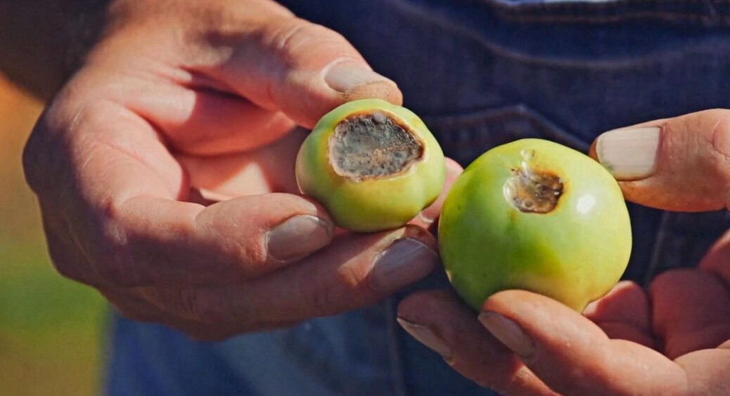 Знімати чи залишити: дачник-одесит розповів, що робити із томатами з гниллю – не все втрачено? 