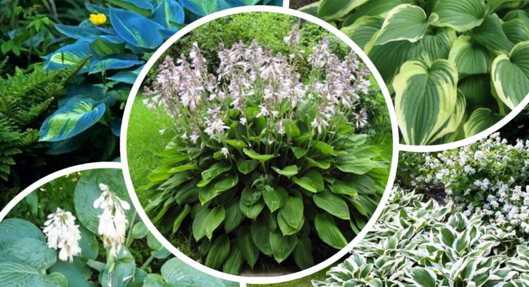 Чому хости не збільшуються в розмірах, а у сусідки – гіганти? 1 помилка, і вся робота “в трубу” 