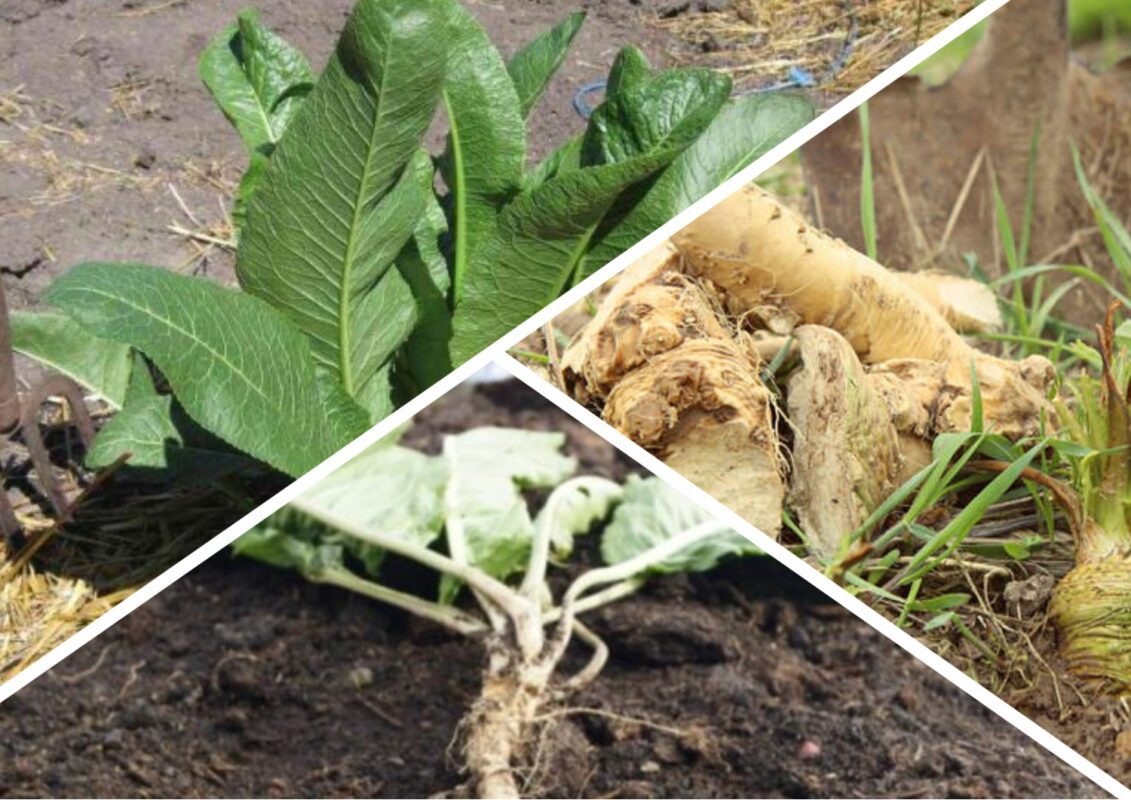 Помилки під час вирощування хрону