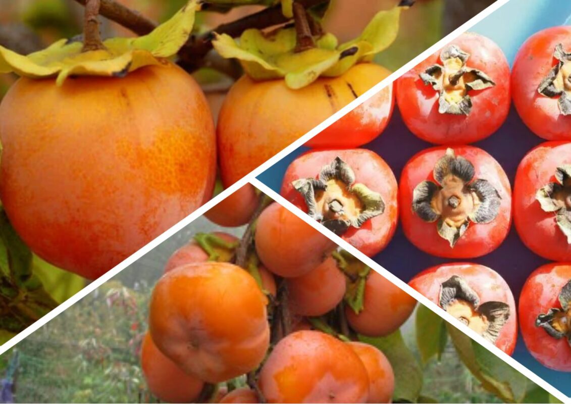 Які сорти хурми здатні зростати в Україні