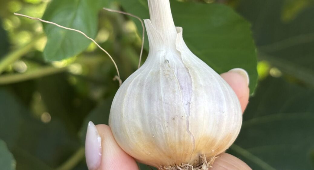 Найкраща підживка для часнику 2025: щоб головки були велетенськими як на Одещині 