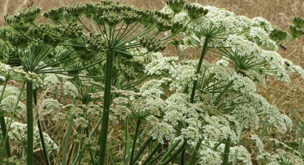 Славнозвісний борщівник в Україні: що необхідно знати про цю рослину, аби не попастися їй 