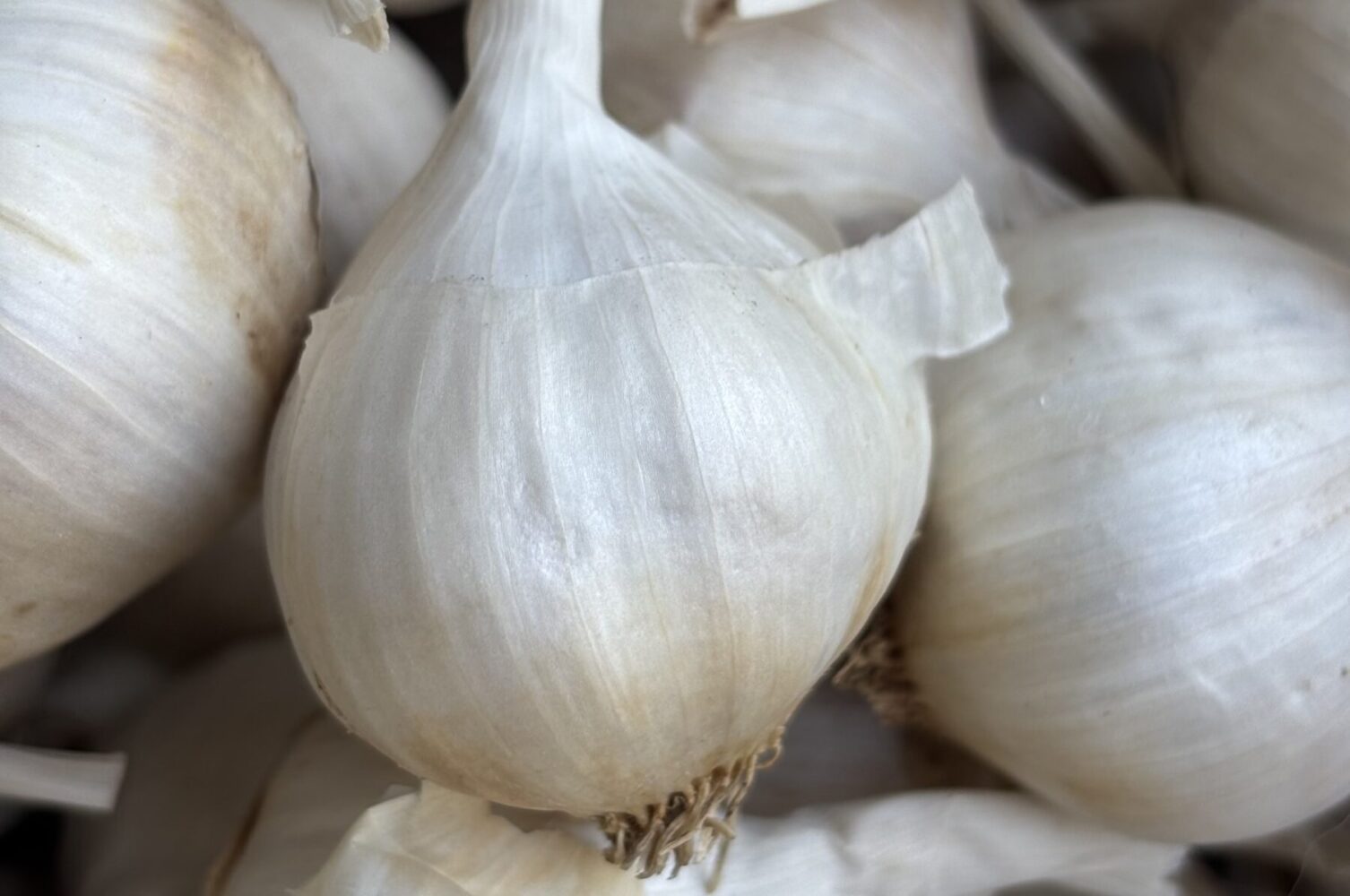 Агроном з Київщини розповів, коли треба викопувати часник 