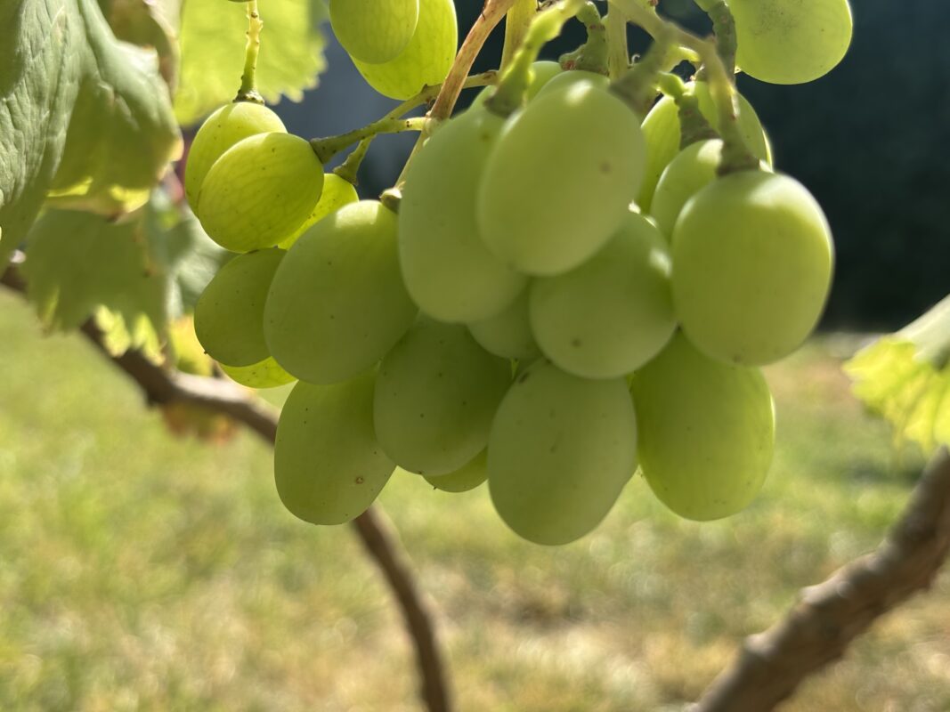 Як захистити виноград від ос