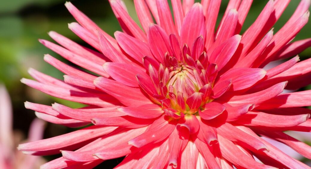 Настій із бур’яну перетворює жоржини на квітучих гігантів: 1 спосіб, який не знайти на форумах 