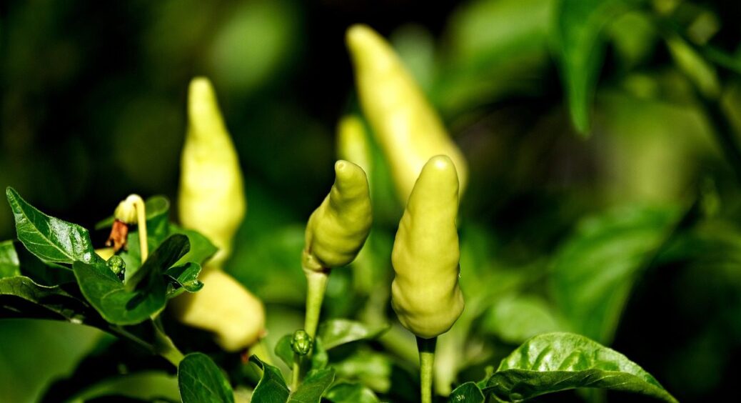 Секрет ідеального врожаю перцю: лише 1 дія, і кущі перетворюються на пишні деревця 