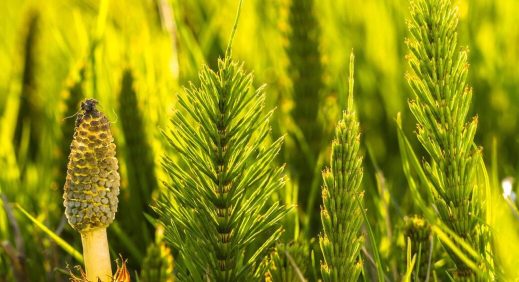 Коріння — глибше, ніж образа дружини: як хвощ перетворив мій город на зону розпачу 