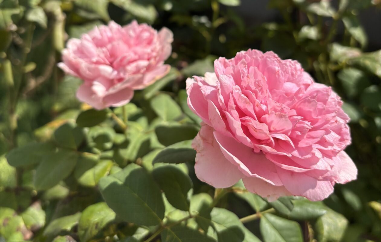 Садівники розповіли, як підготувати троянди до зимового періоду