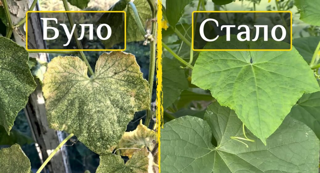 Якщо листя огірків жовтіє — одразу дістаємо зі свого арсеналу це: 2 доби і кущі як новенькі 