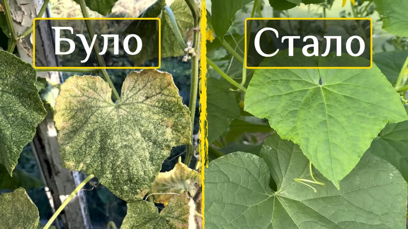 Агрономи розповіли, чим підживити огірки, якщо листя почало жовтіти