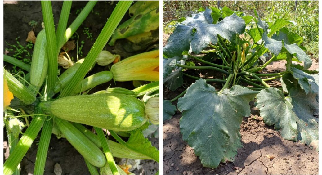 Що зробити з першим урожаєм кабачків у липні-2025: цікаві рецепти, консервація, сушіння 