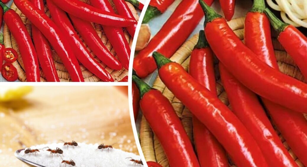 Всього 1 спеція, і про мурах забудете назавжди: як прогнати нечисть із будинку без зусиль 