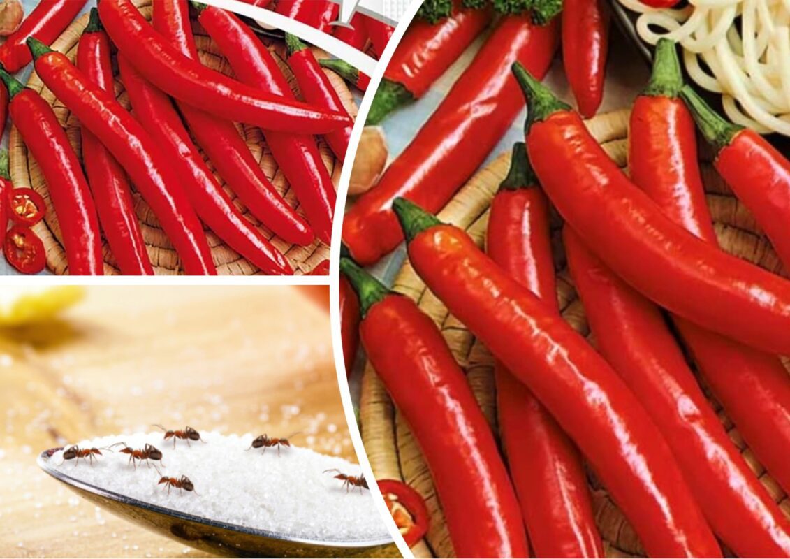 Як позбутися мурах за допомогою каєнського перцю
