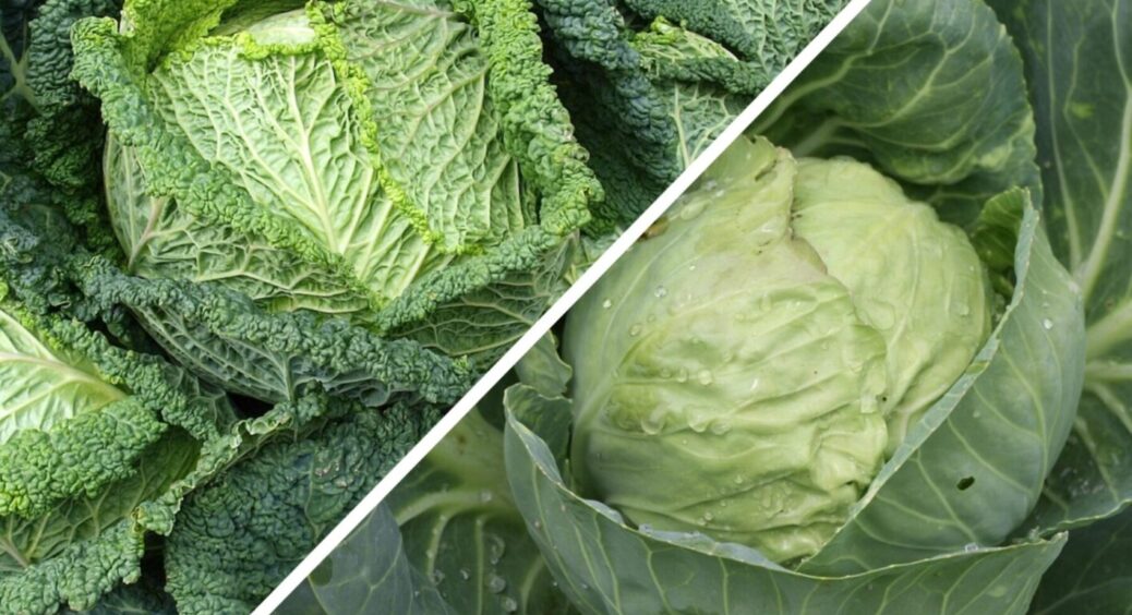 Робіть в серпні 1 дію і голівки капусти виростуть тугенькими: з досвіду минулого року 