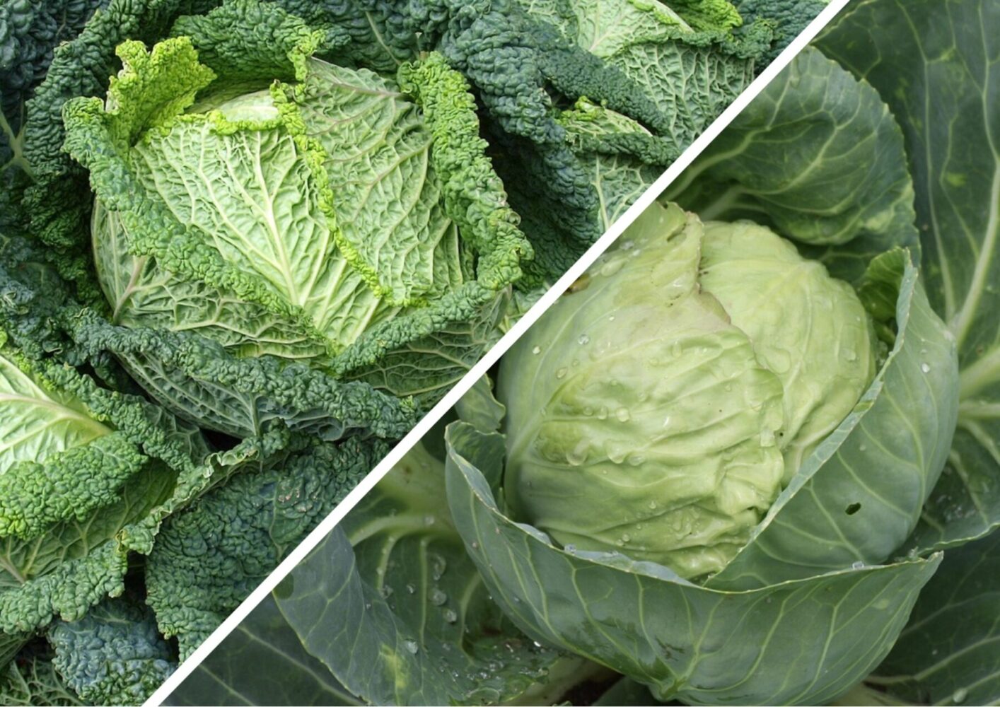 Садівники пояснили, яку 1 важливу дію варто зробити з капустою в серпні-2025