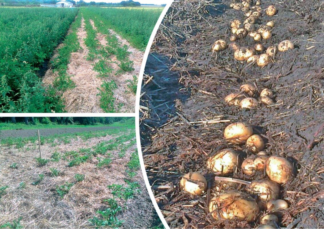 Як мульчувати картоплю за допомогою соломи