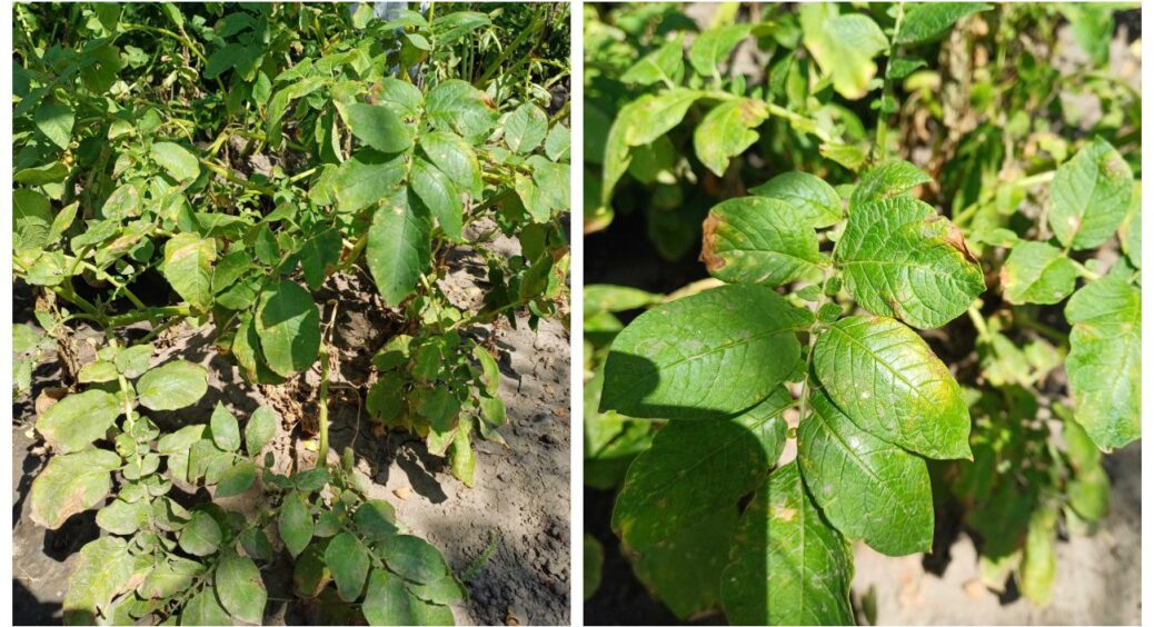 Чи потрібно щось робити з кущами картоплі в липні-2025: без яких робіт дійсно можна обійтися 