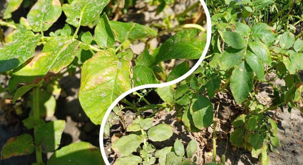 Листя на кущах картоплі почало сохнути та скручуватися: ТОП-3 причини та рішення цього 