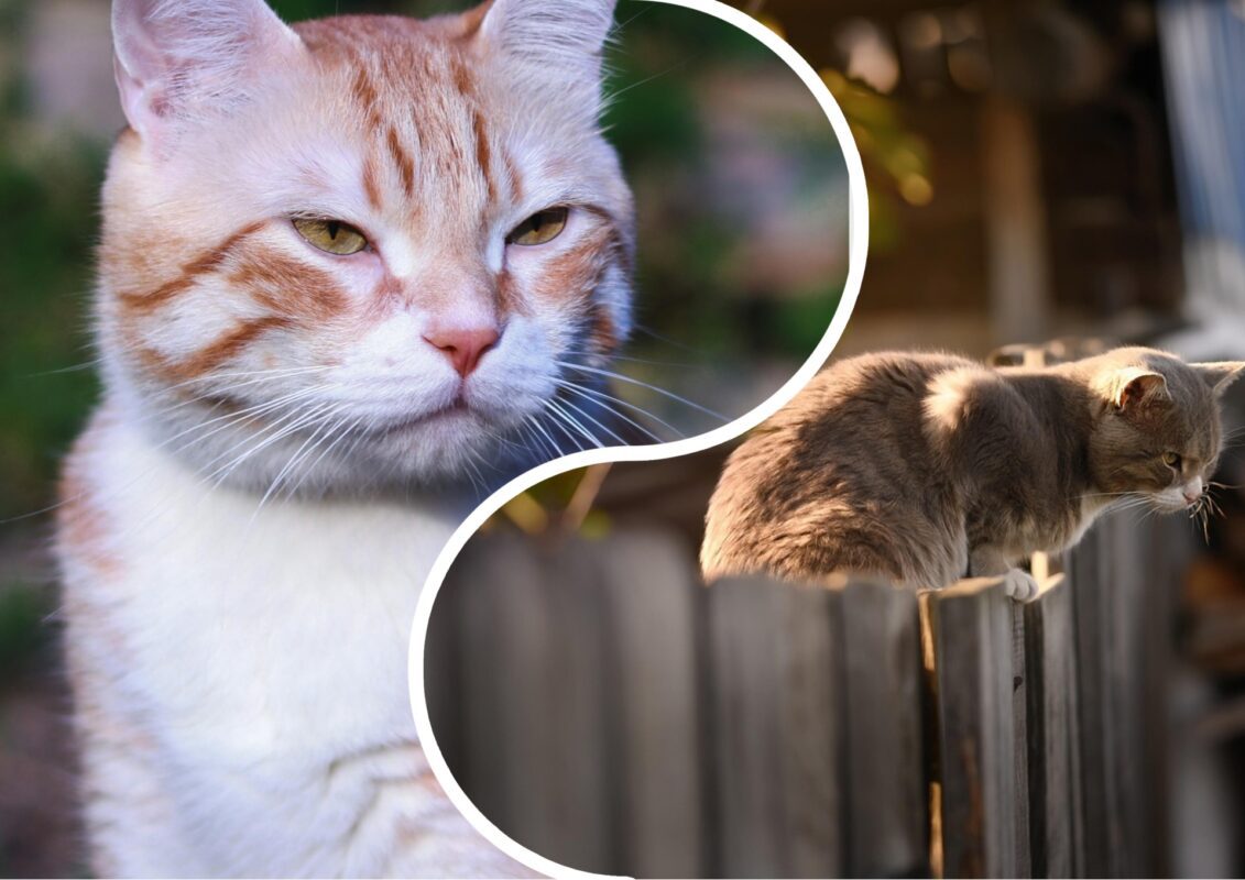 Ветеринари пояснили, якого кота краще всього завести для приватного будинку