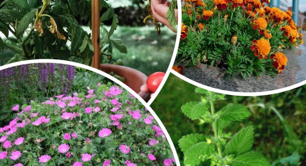 На Волині томати не лише на грядках, але й на клумбі: жоден комар не покаже туди свого носа 