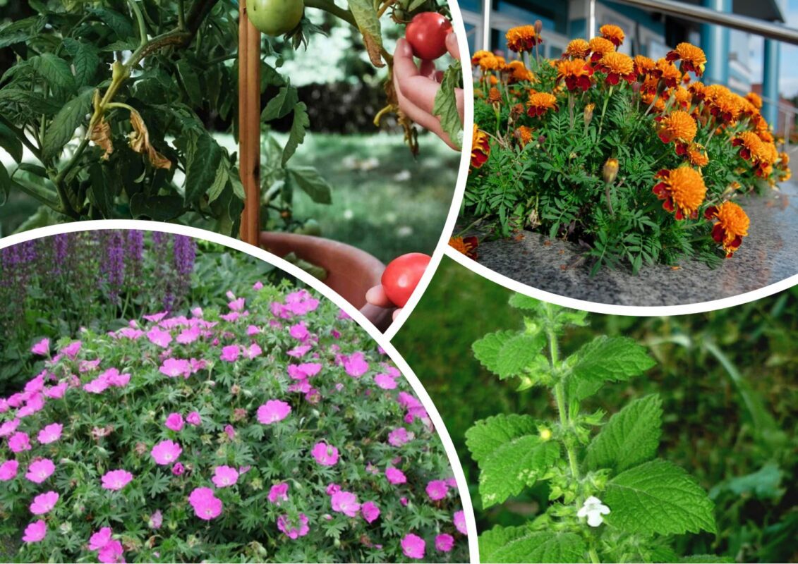 Рослини, що відлякують комарів