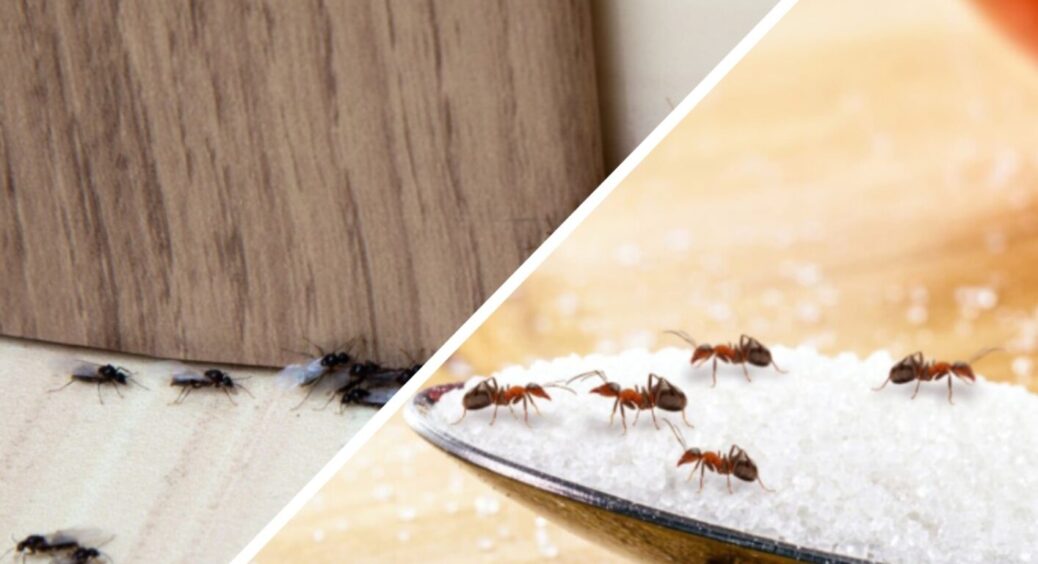 Ніколи такого не було й ось знову: мошки чи мурахи беруться в оселі нізвідки, але є 1 рішення 