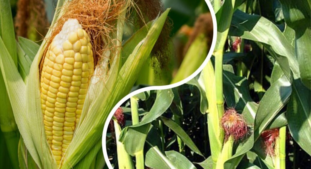 До урожаю всього-нічого, а кукурудза дала маленькі качани? 1 засіб ніколи не підводить одеситів 