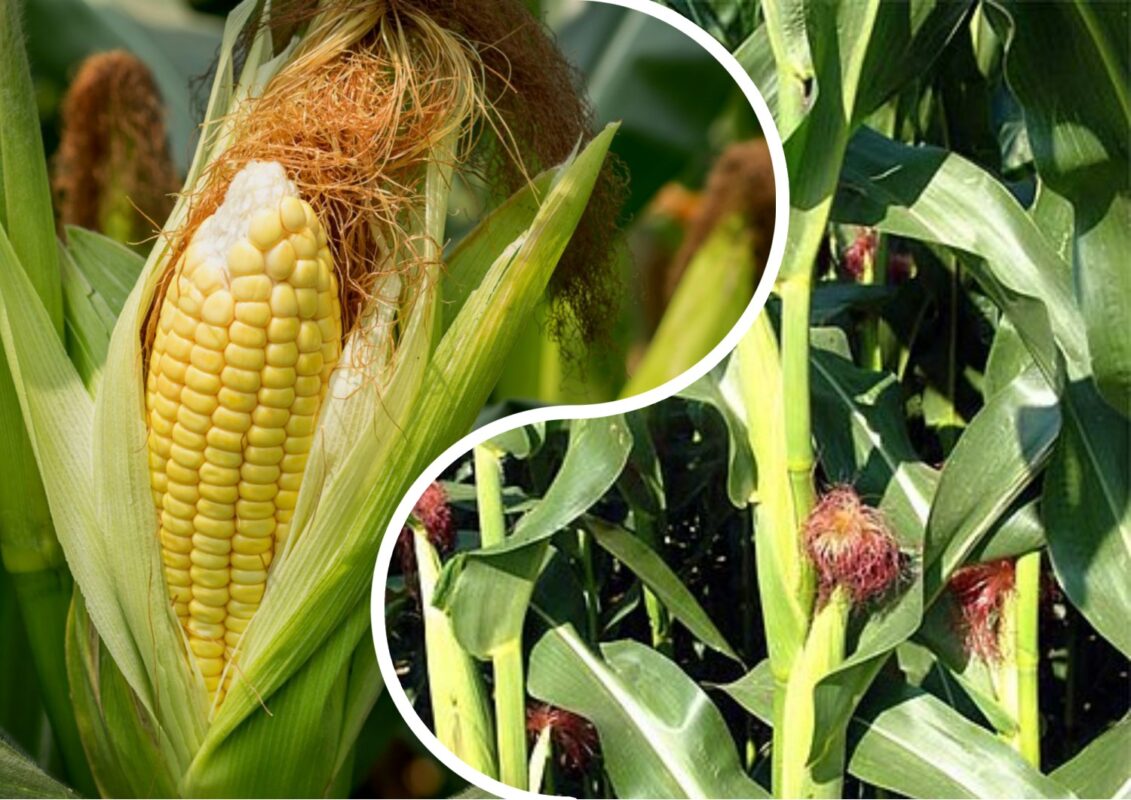 Агроном розповів, яке насіння кукурудзи необхідно придбати зараз