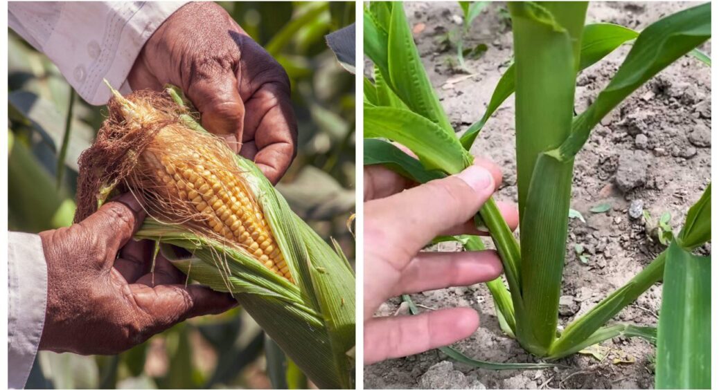 Не допустіть цього на кукурудзі, якщо хочете отримати великий урожай в 2025 році: 2 дії в липні 