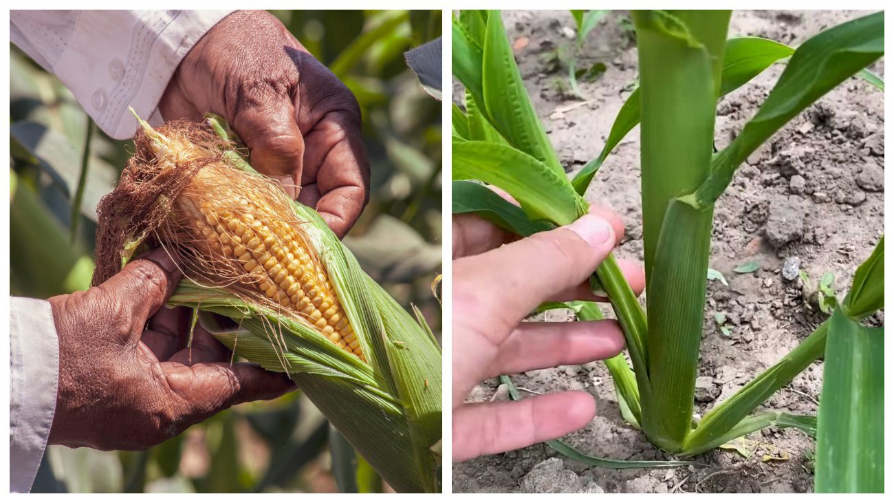 Садівники пояснили, чому в липні на кукурудзі слід обов'язково видаляти пасинки