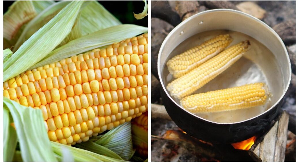 Суперсолодка кукурудза – 3 гібриди, які не підводять: все літо їмо лише її, і не купуємо жодної 