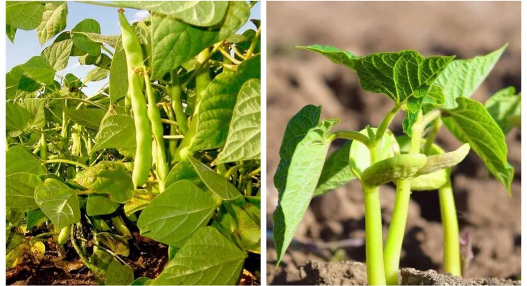 Квасоля другого посіву — коли сіяти, як доглядати та чим захистити від шкідників в липні-2025 