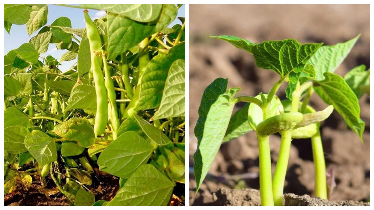 Експерт розповів, де та як треба садити квасолю