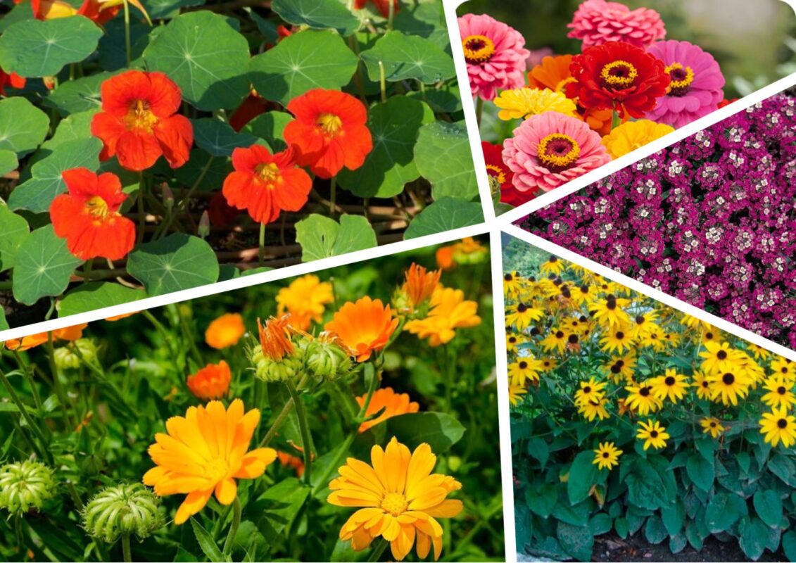 Квіти, які можна висівати у липні